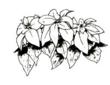 Pointsettia Spray (small)